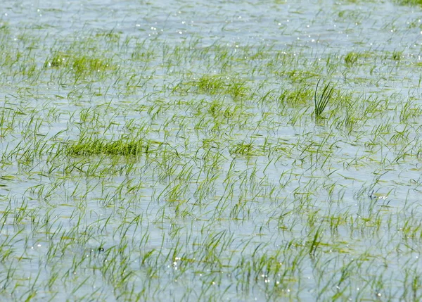 Risfält Översvämmad Med Vatten För Tillväxt Grönt Ris Ris Risfält — Stockfoto