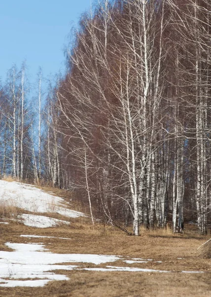 Birkenwald Frühjahr Vorfrühlingswald Die Ersten Warmen Tage — Stockfoto