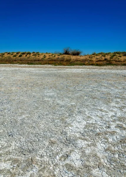 Soli Fizjologicznej Słonych Bagien Etosha Badlands Pojedynczy Krzew Kazachstan — Zdjęcie stockowe