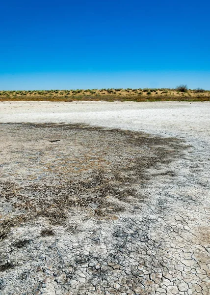 Soli Fizjologicznej Słonych Bagien Etosha Badlands Pojedynczy Krzew Kazachstan — Zdjęcie stockowe