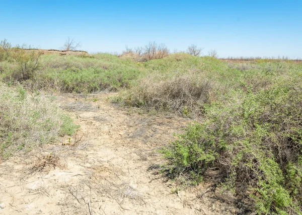 Szikes Sós Etosha Badlands Egyetlen Cserje Kazahsztán — Stock Fotó