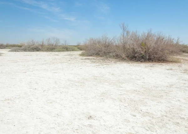 Αλατούχο Διάλυμα Αλάτι Marsh Etosha Badlands Ενιαία Θάμνος Καζαχστάν — Φωτογραφία Αρχείου