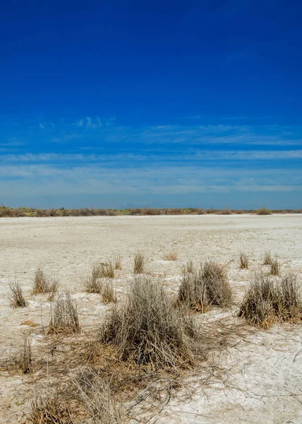 Tuzlu Tuz Bataklığı Etkin Badlands Tek Çalı Kazakistan — Stok fotoğraf