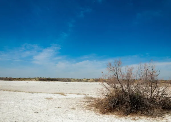 Αλατούχο Διάλυμα Αλάτι Marsh Etosha Badlands Ενιαία Θάμνος Καζαχστάν — Φωτογραφία Αρχείου