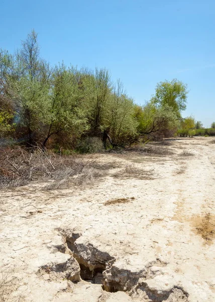 Solución Salina Salina Etosha Badlands Solo Arbusto Kazajstán — Foto de Stock