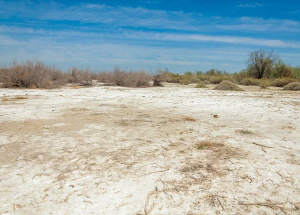 Tuzlu Tuz Bataklığı Etkin Badlands Tek Çalı Kazakistan — Stok fotoğraf