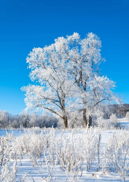 Tél Téli Dagály Télen Hibernálás Leghidegebb Évszakban — Stock Fotó