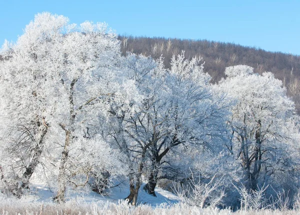 Vinter Vinter Tide Vintern Övervintra Han Kallaste Årstid — Stockfoto