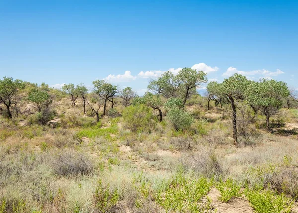 Steppe Été Porte Turgai Sauver Turgai Parc National Altyn Emel — Photo