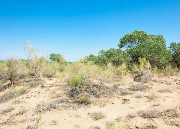  Bozkır yaz. Turgai kapısı. Turgai Kaydet. Milli Parkı 