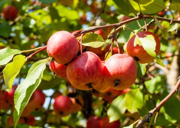 Crabapple Wild Apple Malus Est Genre Arbustes Famille Des Rosacées — Photo