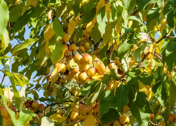 Rákalma Vadalma Malus Rosaceae Családba Tartozó Kis Lombhullató Almafajok Vagy — Stock Fotó