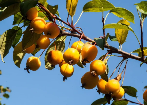 Yaban Elması Yaban Elması Malus Gülgiller Rosaceae Familyasından Bir Elma — Stok fotoğraf