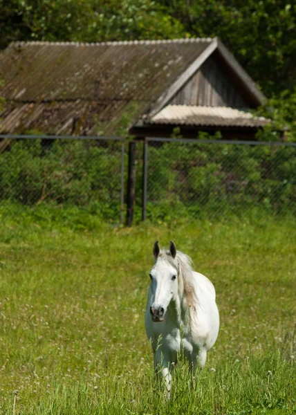 Paard Schaafwonden Een Groene Gazon — Stockfoto