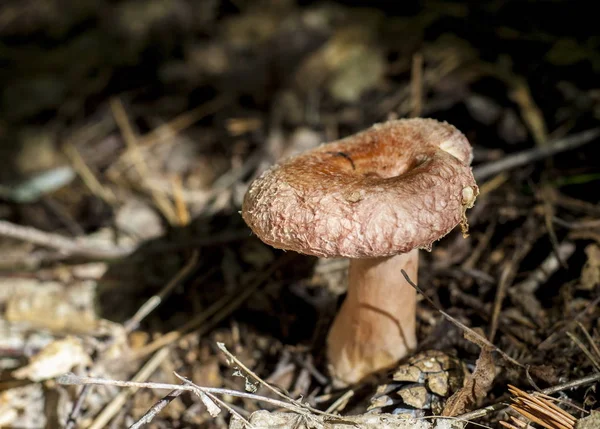 Lactarius Está Creciendo Bosque Pinos —  Fotos de Stock