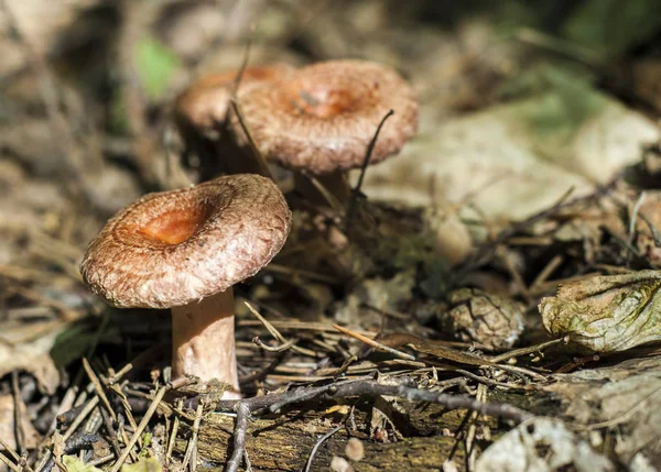 Lactarius Den Växer Tallskog — Stockfoto