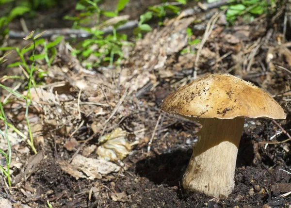 Boletus Edulis Bolete Rei Califórnia Corpo Fruto Tem Uma Grande — Fotografia de Stock