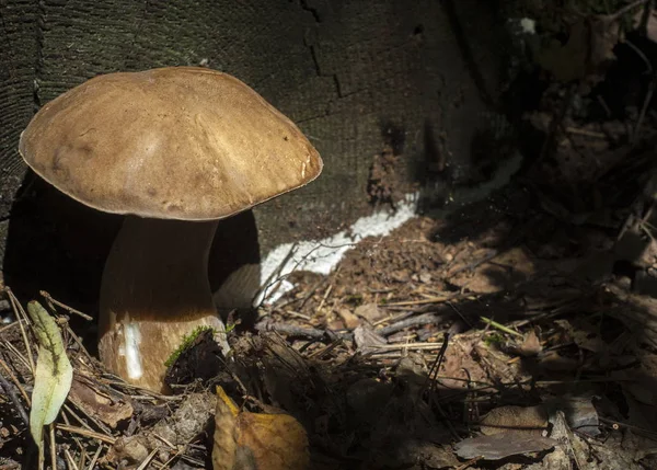 Boletus Edulis Калифорнийский Король Болетт Плодовое Тело Имеет Большой Коричневый — стоковое фото