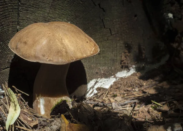 Boletus Edulis Калифорнийский Король Болетт Плодовое Тело Имеет Большой Коричневый — стоковое фото