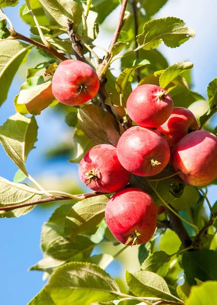 Crabapple ve yabani elma. Malus yaklaşık 3055 tür küçük yaprak döken elma ağaçlarının veya çalılar Gülgiller ailesinden bir cinsidir Telifsiz Stok Fotoğraflar