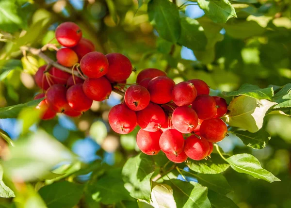 Crabapple 및 야생 사과입니다. 맬 러 스는 약 3055 종의 작은 낙 엽 사과 나무 또는 관목 Rosaceae 가족에의 속. 스톡 이미지