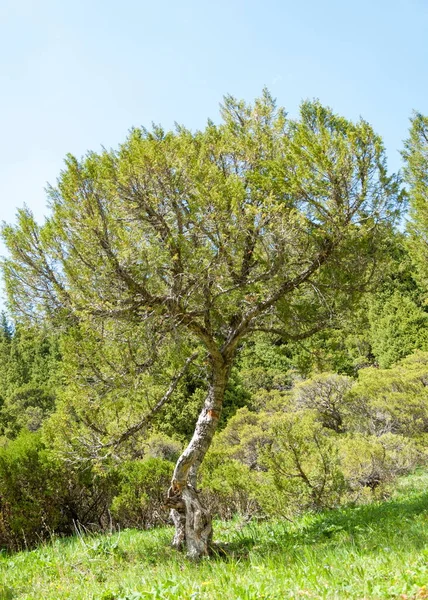 Thuja. Tan Shan Mountains — Stock Image Thuja. Tan Shan Mountains Royalty Free Stock Photos