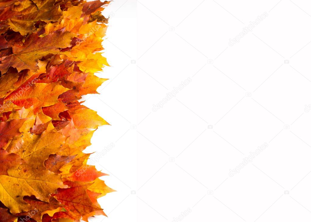 texture, background. Maple Leaves yellow shades of red and gold.