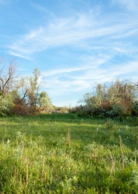 Yaz bozkır. Meyan kökü çiçekler. iğde veya iğde,