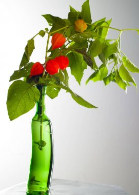 Physalis. Avrupa çalı 