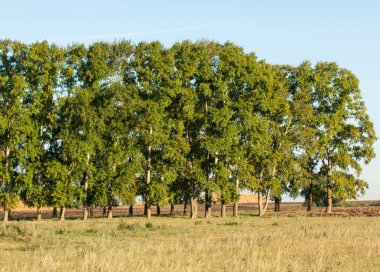 Yaz aylarında taze sürülmüş alan, saman yığınları, kavak