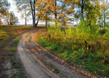 Güz, yolun ortasında meşe ormanı