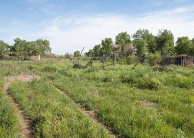 bozkır, çayır, veldt, veld. Bahar Orta Asya. Kazakistan. Turanga kavak. Euphrates kavak