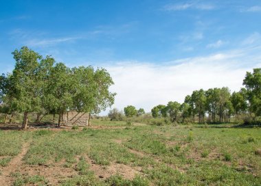 bozkır, çayır, veldt, veld. Bahar Orta Asya. Kazakistan. Turanga kavak. Euphrates kavak