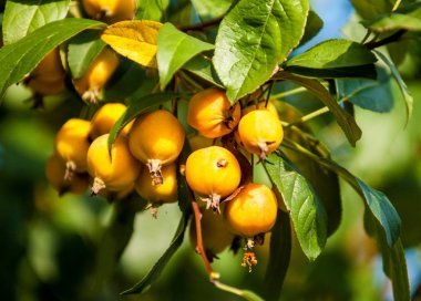 Yaban elması ve yaban elması. Malus, gülgiller (Rosaceae) familyasından bir elma ağacı cinsidir.