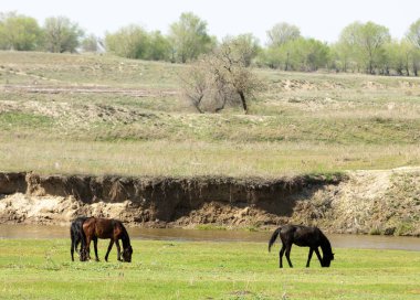 Bozkır, çayır, veld, veldt. Parlak güneş ışığı, çölün ortasında bahar. Nehir kenarında otlayan atlar