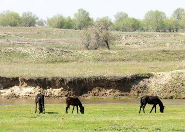 Bozkır, çayır, veld, veldt. Parlak güneş ışığı, çölün ortasında bahar. Nehir kenarında otlayan atlar
