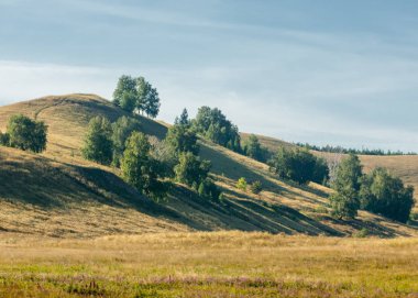Yaz huş tepeler. Geç yaz aylarında solmuş çimen