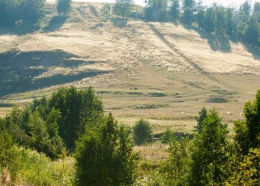 Yaz huş tepeler. Geç yaz aylarında solmuş çimen