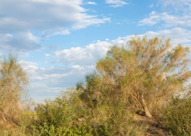  Bozkır yaz. Turgai kapısı. Turgai Kaydet. Milli Parkı 