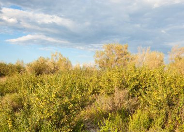  Bozkır yaz. Turgai kapısı. Turgai Kaydet. Milli Parkı 