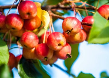 Yaban elması ve yaban elması. Malus, gülgiller (Rosaceae) familyasından bir elma ağacı cinsidir.