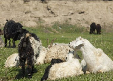  Nehir kenarında koyun otlatma keçi. Keçi ve koyun sıyrık suya yakın bir plato üzerinde duydum. 