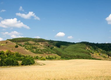 Hills buğday alan. Geç yaz aylarında çekilen fotoğraf. Karışık orman tepelerde büyür
