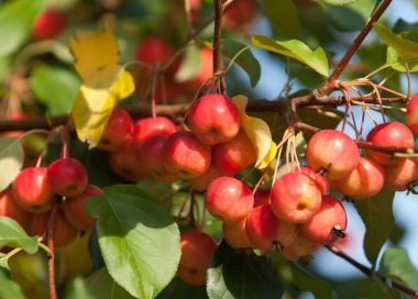 Yaban elması ve yaban elması. Malus, gülgiller (Rosaceae) familyasından bir elma ağacı cinsidir.