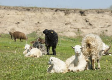  Nehir kenarında koyun otlatma keçi. Keçi ve koyun sıyrık suya yakın bir plato üzerinde duydum. 