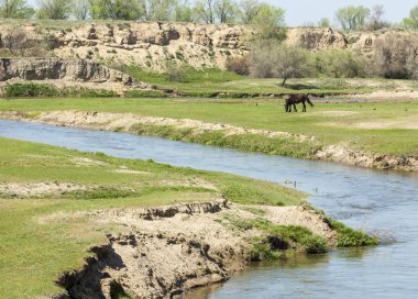 Bozkır, çayır, veld, veldt. Parlak güneş ışığı, çölün ortasında bahar. Nehir kenarında otlayan atlar