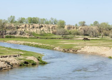 Bozkır, çayır, veld, veldt. Parlak güneş ışığı, çölün ortasında bahar. Nehir kenarında otlayan atlar