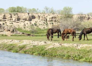 Bozkır, çayır, veld, veldt