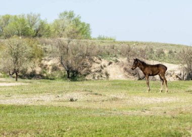 Bozkır, çayır, veld, veldt. Parlak güneş ışığı, çölün ortasında bahar. Nehir kenarında otlayan atlar