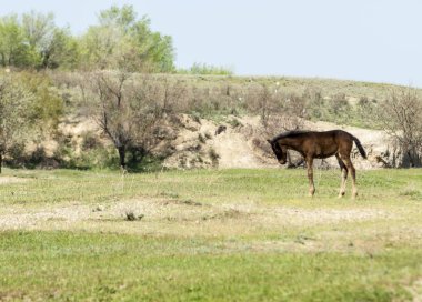 Bozkır, çayır, veld, veldt. Parlak güneş ışığı, çölün ortasında bahar. Nehir kenarında otlayan atlar
